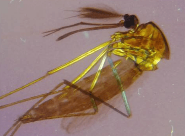Entomologia